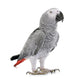 African Grey Parrot Wall Decal