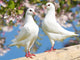 Two White Pigeon Flowering Wall Decal
