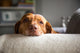 Lazy Wall Decal
