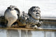 Stone Gargoyle with Funny Wall Decal