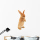 Standing Rabbit Wall Decal