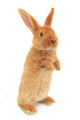 Standing Rabbit Wall Decal