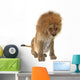 Male Lion Wall Decal
