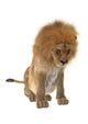 Male Lion Wall Decal