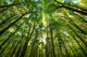 Forest Wall Decal