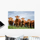 Brown Cows Wall Decal