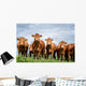 Brown Cows Wall Decal