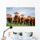 Brown Cows Wall Decal