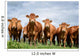 Brown Cows Wall Decal