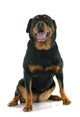 Rottweiler Wall Decal