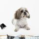 Shih Tzu Wall Decal