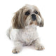 Shih Tzu Wall Decal