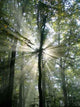 Sun Waldbaum Wall Decal