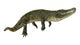 American Alligator Wall Decal