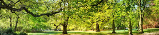 Park Spring Time Wall Decal Panoramic Wall Decal