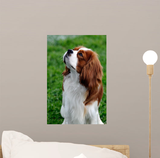 Cavalier King Charles Spaniel Wall Mural