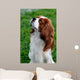 Cavalier King Charles Spaniel Wall Mural