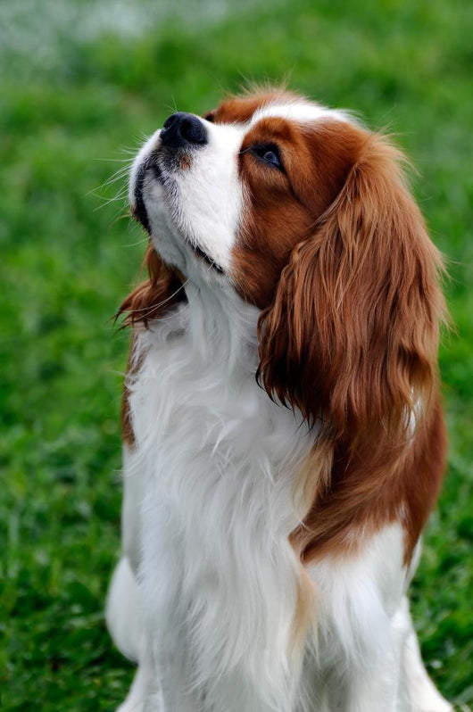 Cavalier King Charles Spaniel Wall Mural