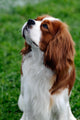 Cavalier King Charles Spaniel Wall Mural