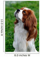 Cavalier King Charles Spaniel Wall Mural