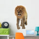 Male Lion Wall Decal
