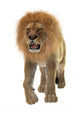 Male Lion Wall Decal