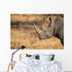 Lone rhino standing on open area looking for safety from poacher Wall Mural
