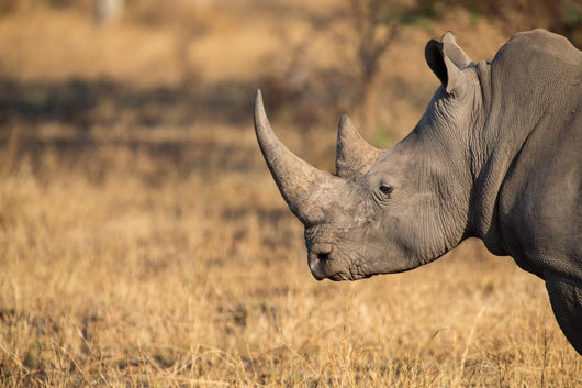 Lone rhino standing on open area looking for safety from poacher Wall Mural