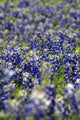 Texas Bluebonnets Wall Decal