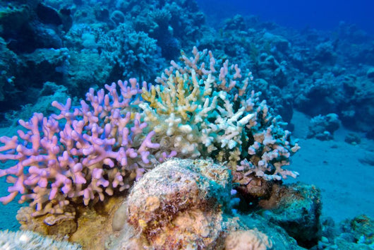 Finger Coral Tropical Underwater Wall Decal