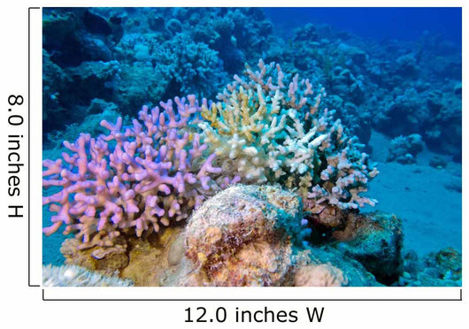 Finger Coral Tropical Underwater Wall Decal
