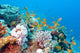 Coral Reef with Shoal Wall Decal