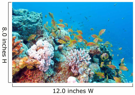 Coral Reef with Shoal Wall Decal