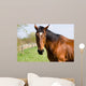 Brown Horse Wall Decal