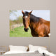 Brown Horse Wall Decal