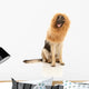 Lion or Dog Wall Decal