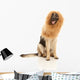 Lion or Dog Wall Decal