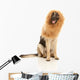 Lion or Dog Wall Decal