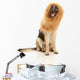 Lion or Dog Wall Decal