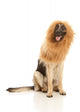Lion or Dog Wall Decal