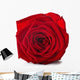 Red Rose Wall Decal