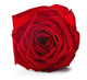 Red Rose Wall Decal