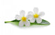 White Frangipani Plumeria Flowers Wall Decal