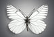 Butterfly. Butterflies Wall Mural