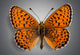 Butterfly. Butterflies Wall Mural