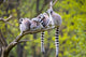 Group Tree Ring-tailed Lemur Wall Decal