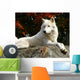 Arctic Wolf Laying Rock Wall Decal