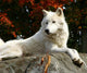 Arctic Wolf Laying Rock Wall Decal