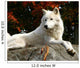 Arctic Wolf Laying Rock Wall Decal