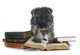 Reading Miniature Schnauzer Puppy Wall Decal